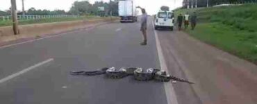 anaconda bloccata in autostrada