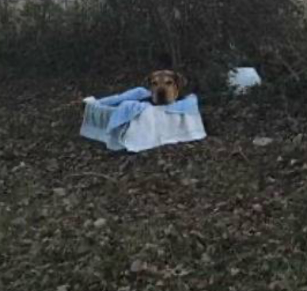 cagnolino affronta bosco