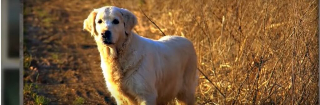 Cane trova un animale nel bosco