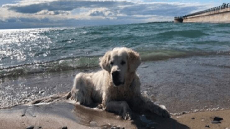 cane in spiaggia