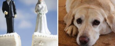 cane triste per il matrimonio