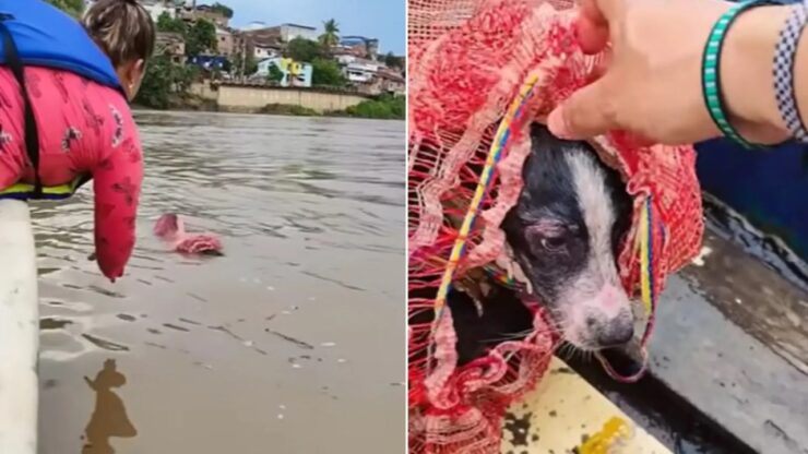 cane con busta nel fiume