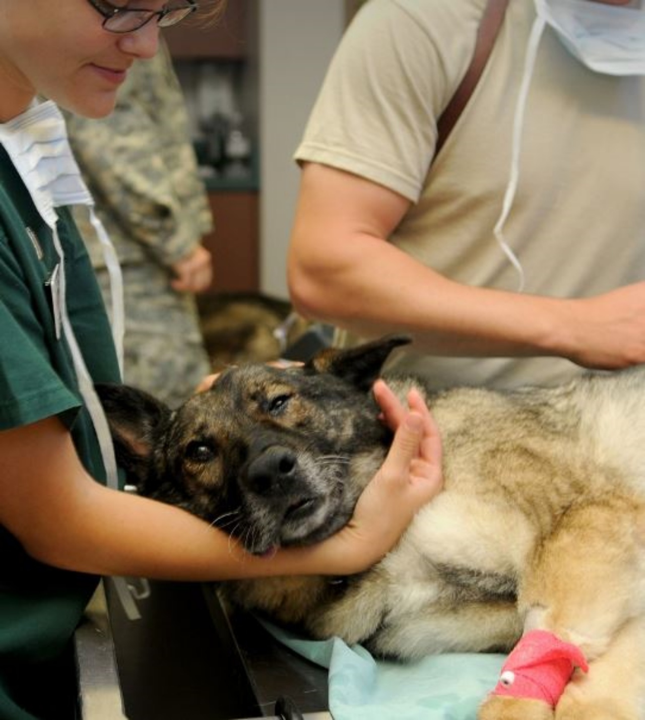 Un cane in una clinica veterinaria