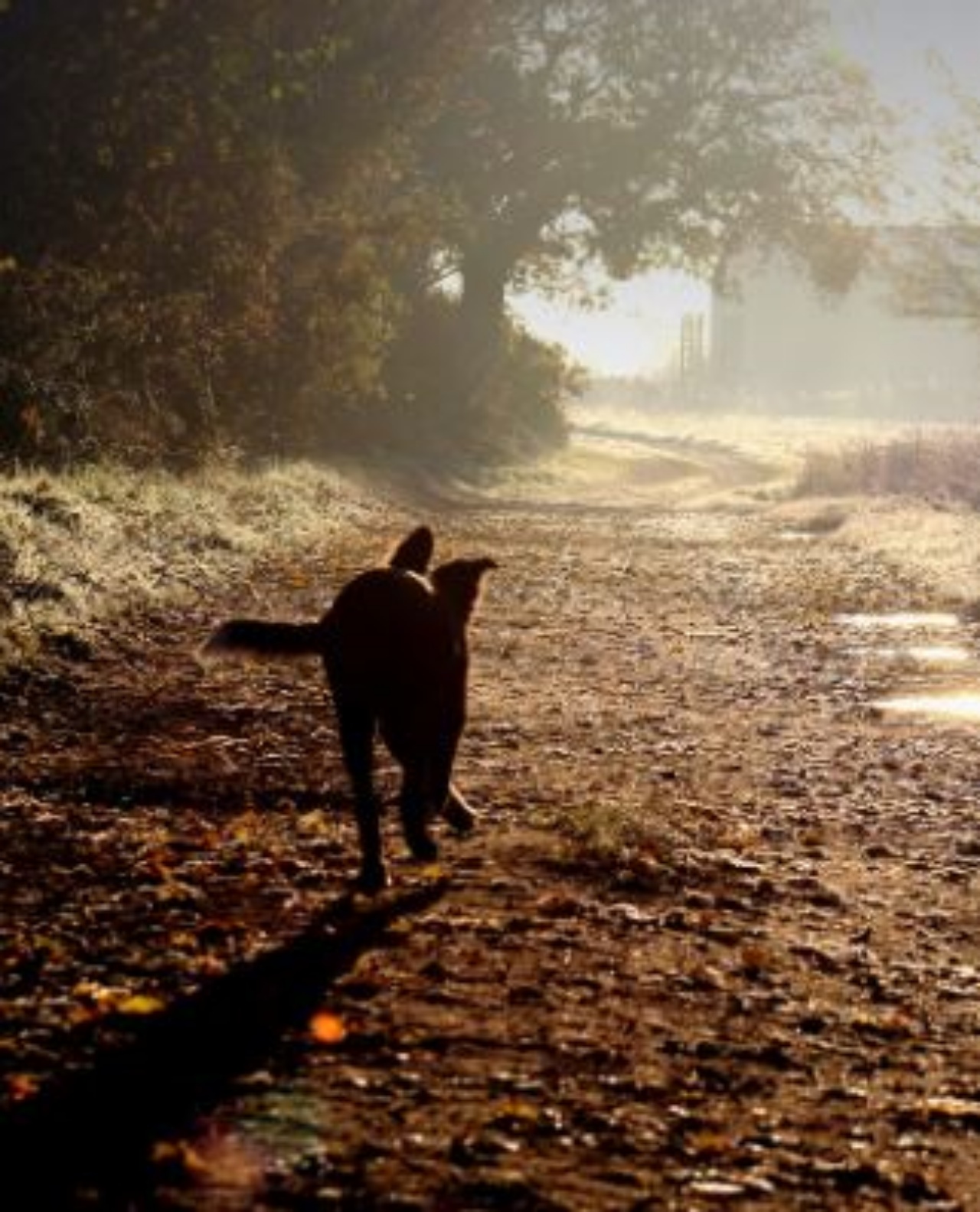 un cane che corre