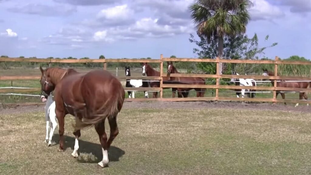 cavallo speciale con sua mamma