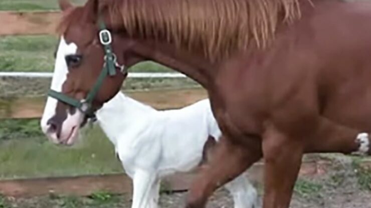 cavallo speciale con sua mamma