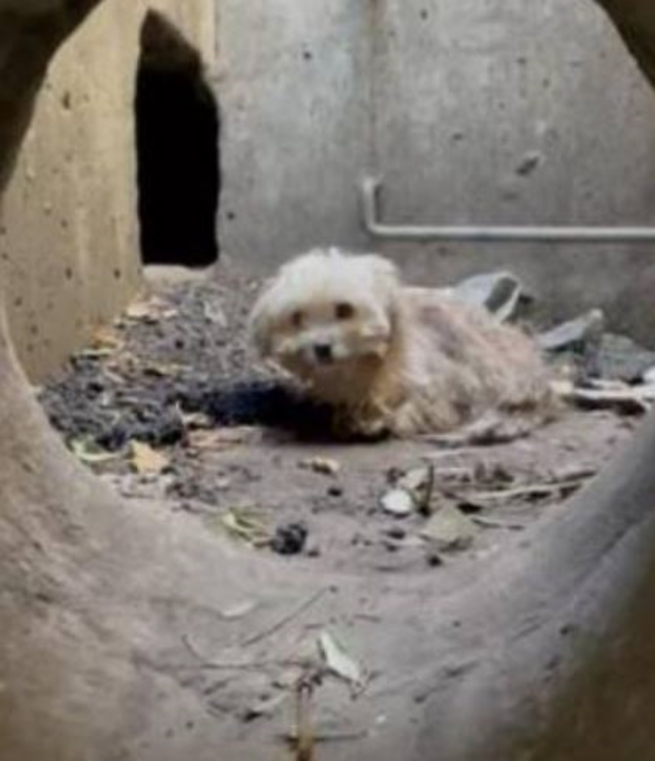 Un cucciolo in una fogna