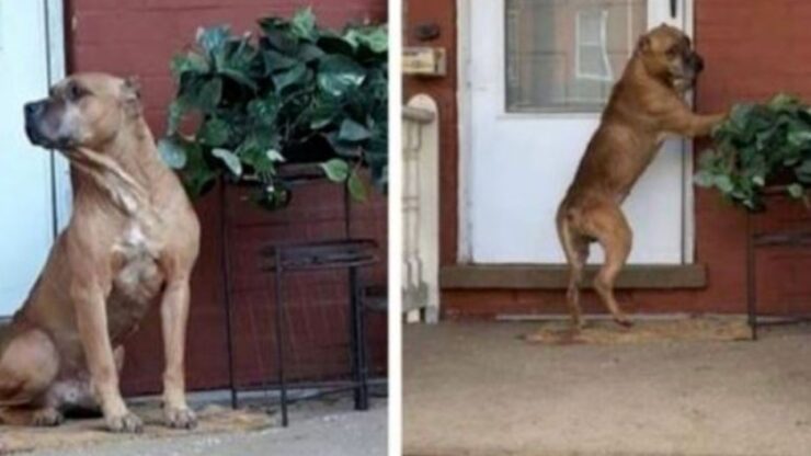 Un cane di nome Cupido