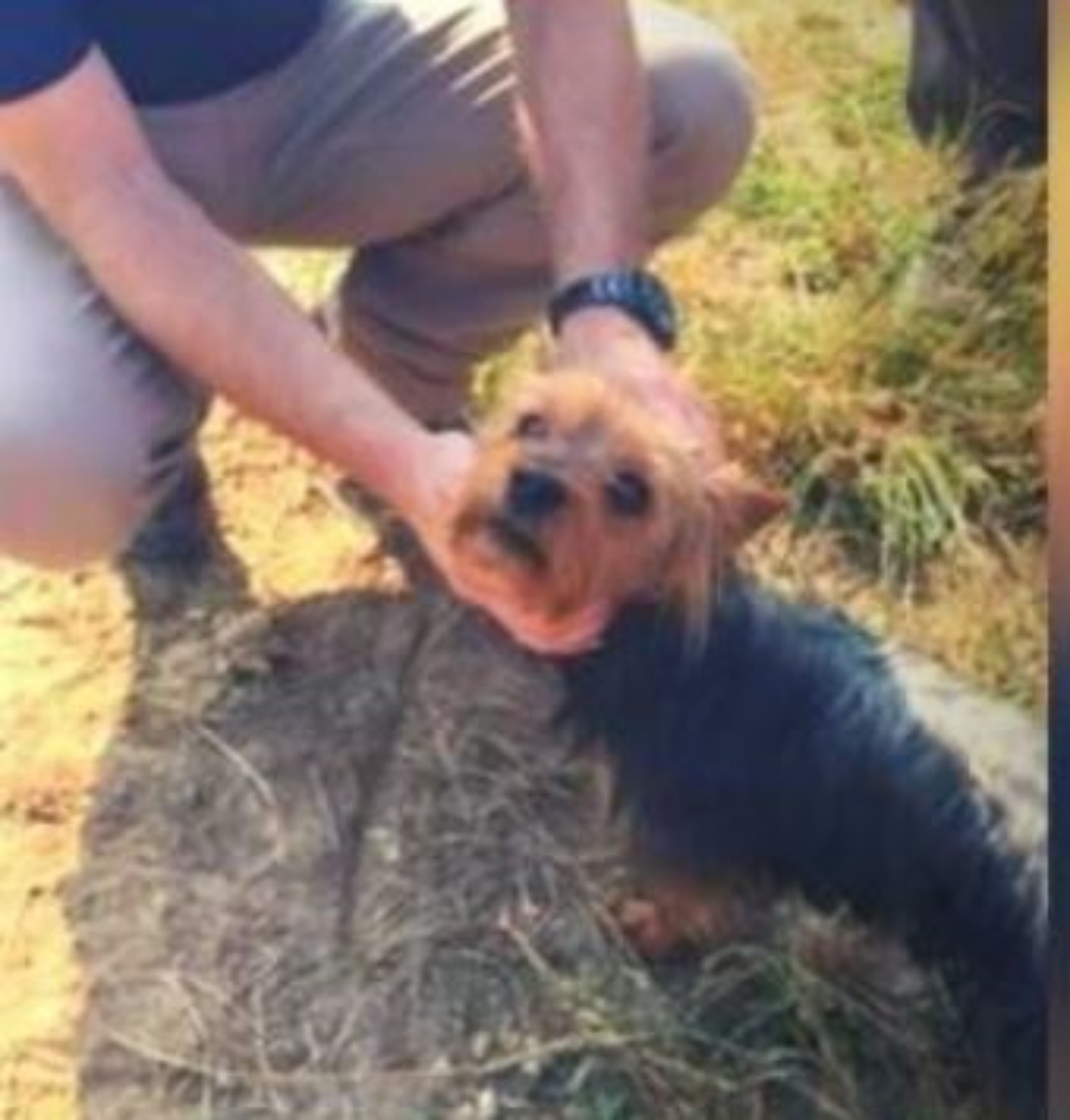 un cane che salva una bambina