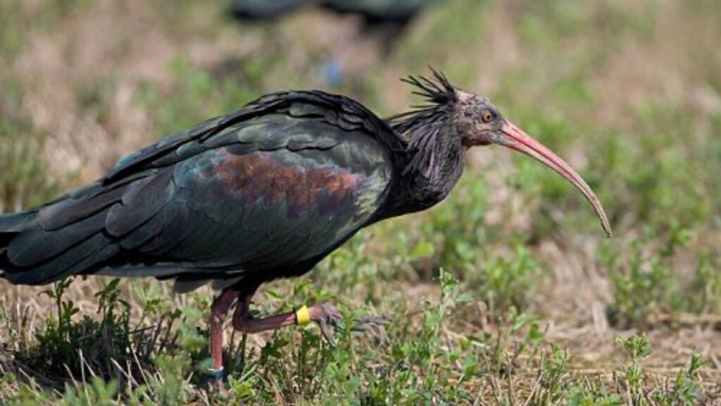 uccello raro nel prato