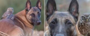 un malinois e una civetta