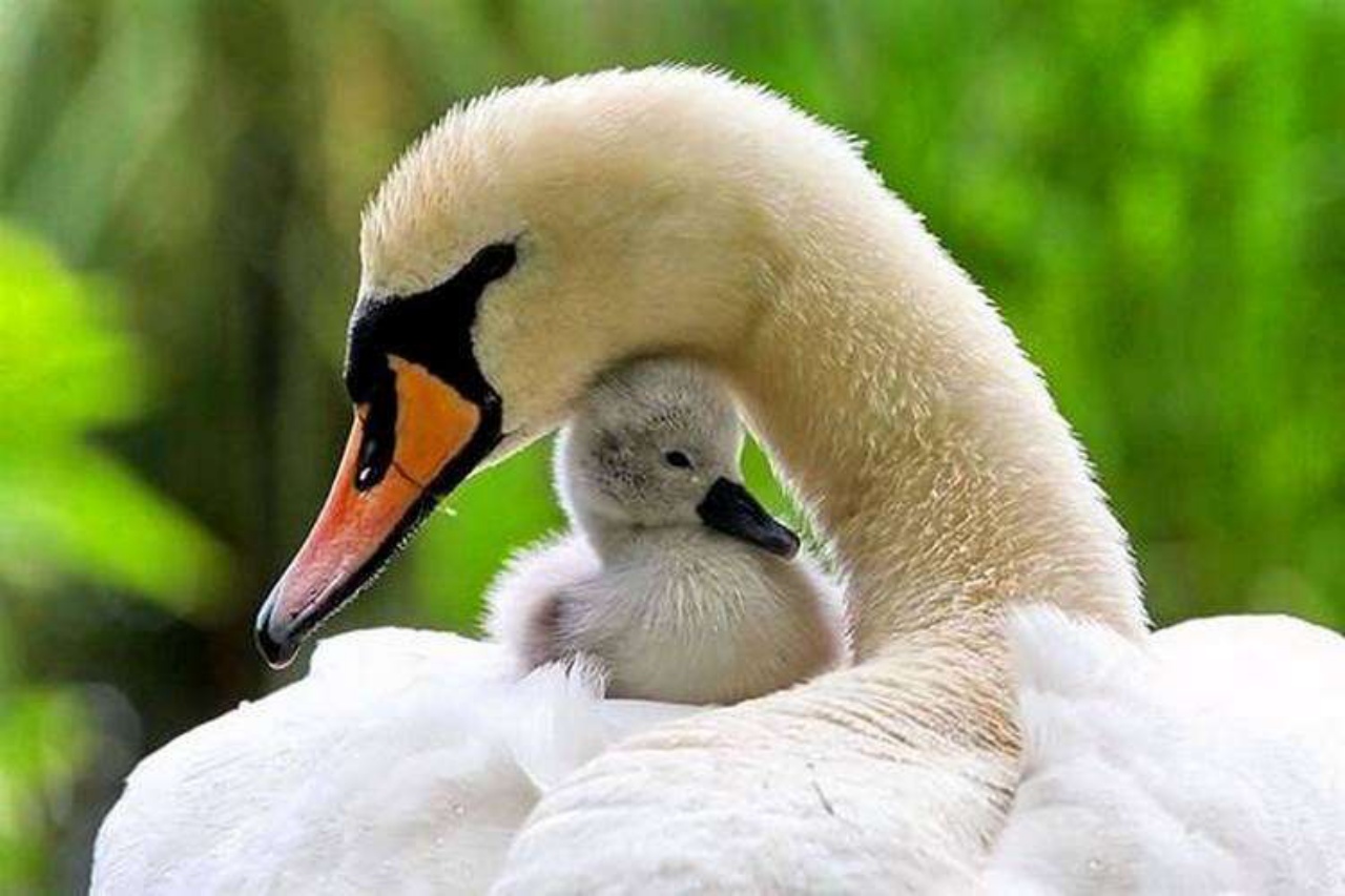 la mamma è sempre la mamma cigno