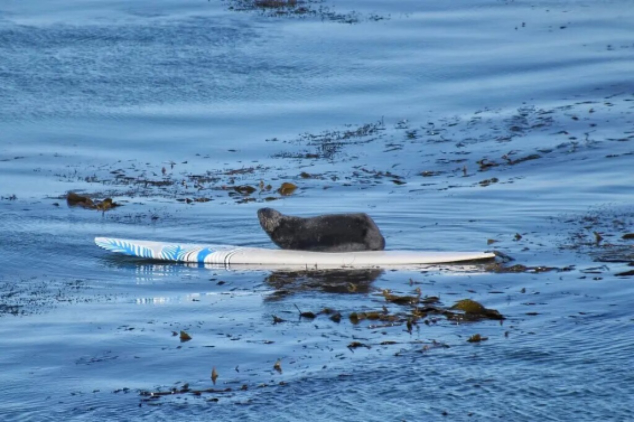 nutria ruba acqua