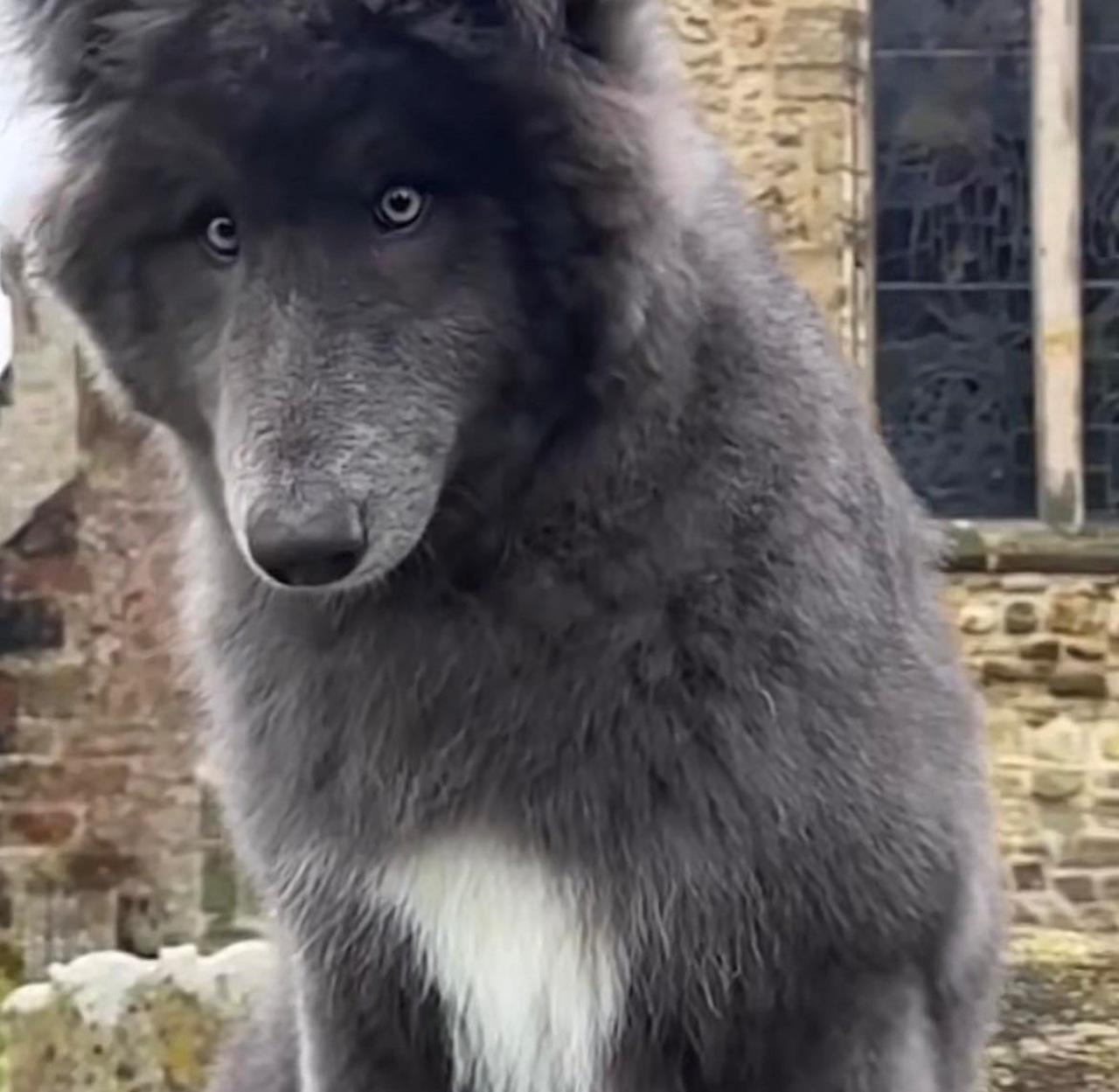 Blue Bay Sheperd: una nuova razza canina