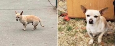 Cagnolino abbandonato rifiuta l'aiuto dei cittadini