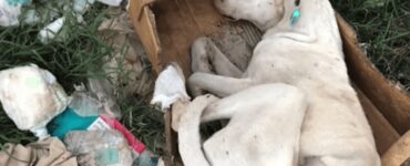 Cane abbandonato nella spazzatura trova una nuova famiglia