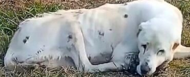 Cane aspetta davanti ad una casa abbandonata per due anni