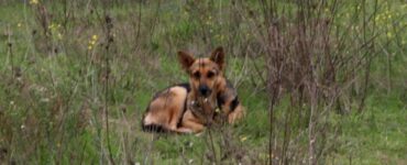 Cane come Hachiko aspetta il suo padrone