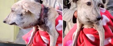 Cane con il collo gonfio salvato dai volontari