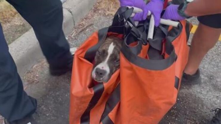 Cane lasciato sul balcone prende un colpo di calore