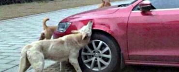 Cane maltrattato da un uomo