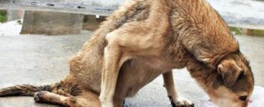 Cane paralizzato portato in una clinica veterinaria