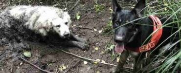 Cane soccorritore salva un cagnolino