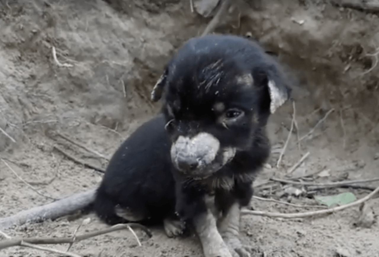 Cucciolo orfano salvato dai soccorritori