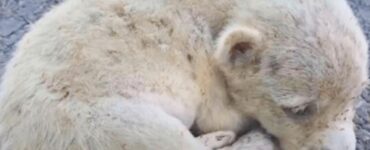 Donna salva un cucciolo randagio pieno di pulci