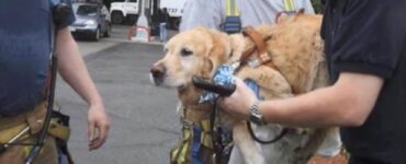 Golden Retriever salta addosso ad un autobus