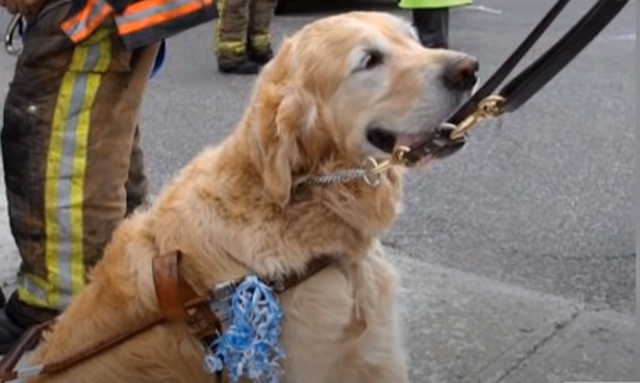 Golden Retriever salta addosso ad un autobus