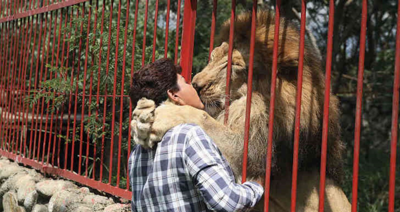 Leone abbraccia la custode che lo ha salvato