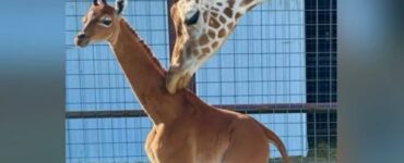 Nasce una giraffa senza macchie in uno zoo del tennessee