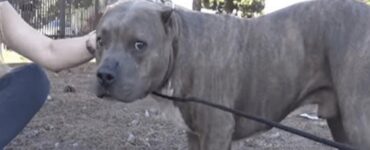 PItbull salvato sui binari del treno dai soccorritori