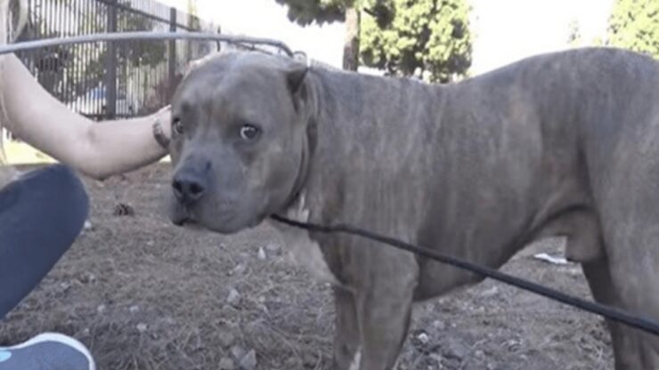 PItbull salvato sui binari del treno dai soccorritori