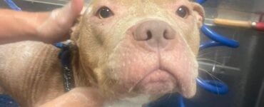 Pitbull con la rogna abbandonato dal proprietario