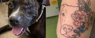 Pitbull senza un occhio trova la sua famiglia