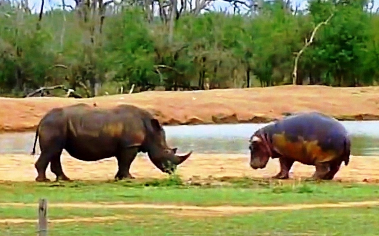 Rinoceronte attacca un ippopotamo e la madre lo difende