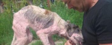 Soccorritori salvano un cane in pessime condizioni