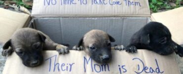 Tre cuccioli hanno perso la mamma