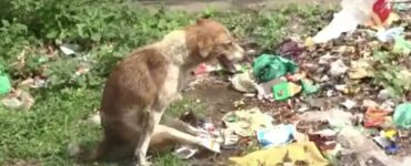 Volontari salvano un cane paralizzato che strisciava nella spazzatura