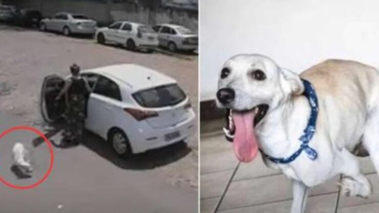 un cagnolino abbandonato