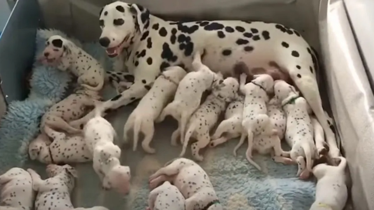 101 cuccioli di dalmata