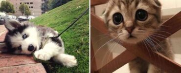 4 animali gatto