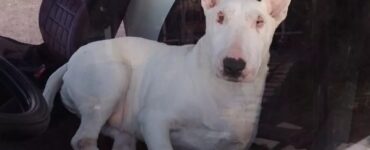 Bull Terrier rubato: il proprietario dà consigli al ladro