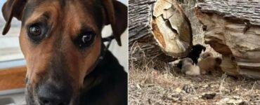 Cagnolina nasconde i cuccioli in un tronco di albero