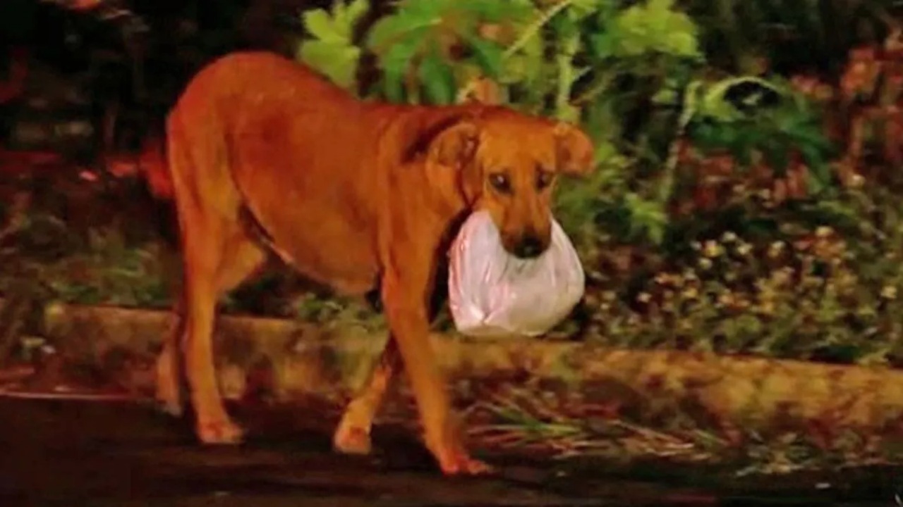 Cagnolina percorre 3 km per recuperare cibo