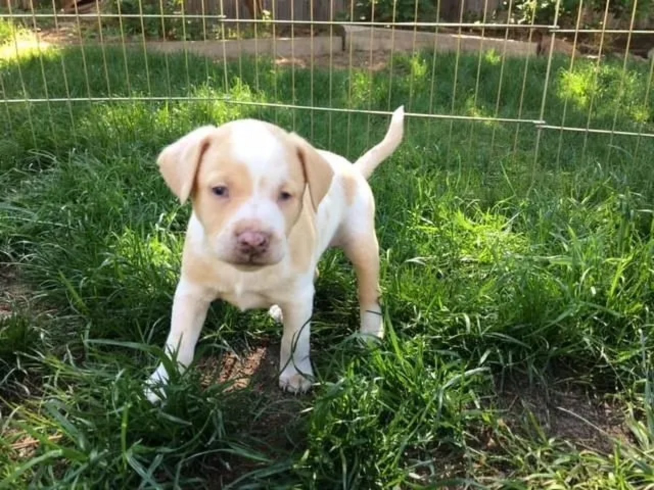 Cagnolina salvata dall'eutanasia