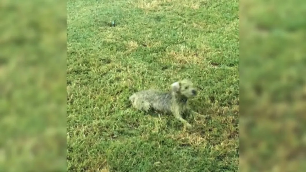 Cagnolino corre nel prato e diventa verde