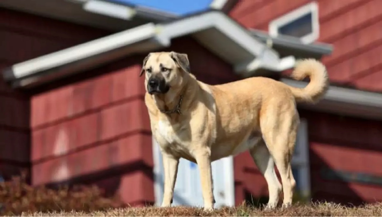 Cagnolino salva un bambino da un altro cane